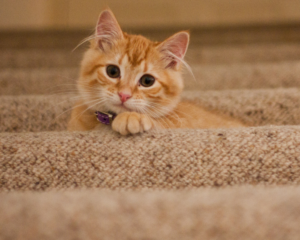 Pet stains on carpet