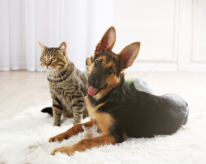 Pet stains on carpet