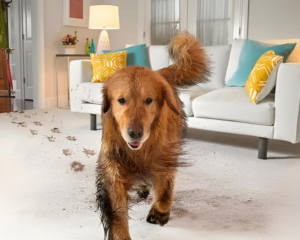 Pet stains on carpet
