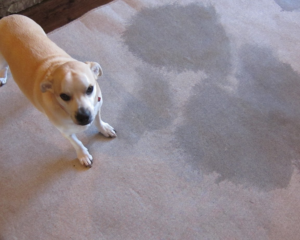Pet stains on carpet