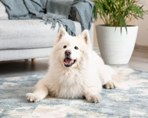 Pet stains on carpet